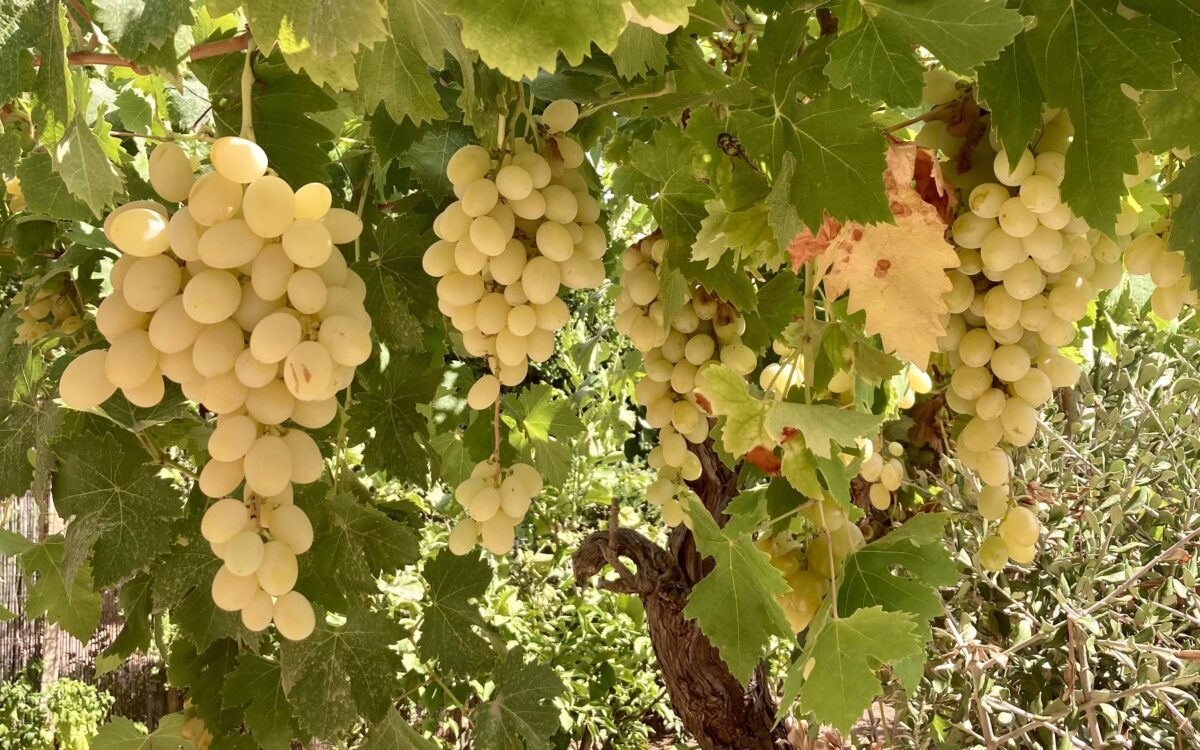 Degustazione vini ad Alghero wine tours