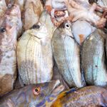 mercato del pesce di Alghero